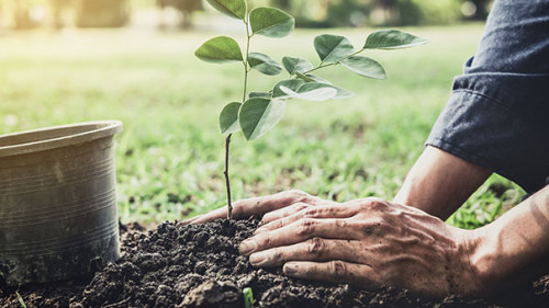 Baum-pflanzen-208279093-AS-Freedomz