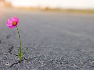 Blume-Fahrbahn-323829712-AS-ipopba