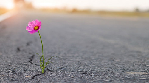 Blume-Fahrbahn-323829712-AS-ipopba