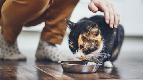 Herrchen-Katze-254231781-AS-Chalabala