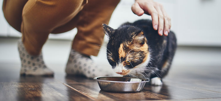 Herrchen-Katze-254231781-AS-Chalabala