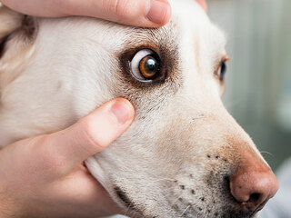 Hund-Tierarzt-256259100-AS-Kzenon