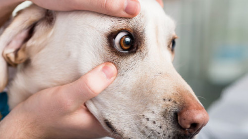 Hund-Tierarzt-256259100-AS-Kzenon