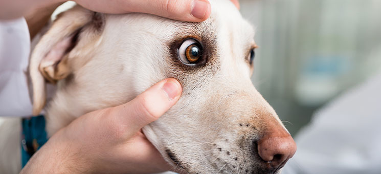 Hund-Tierarzt-256259100-AS-Kzenon