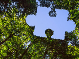 Baumkronen-Puzzleteil-341935707-AS-J-M-Image-Factory