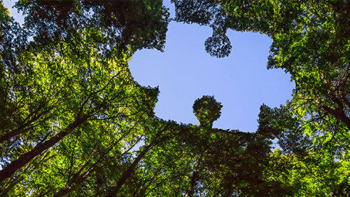 Baumkronen-Puzzleteil-341935707-AS-J-M-Image-Factory