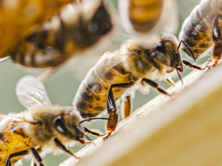 Bienen-279813797-AS-Darios