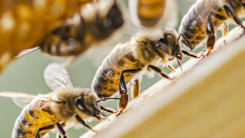 Bienen-279813797-AS-Darios