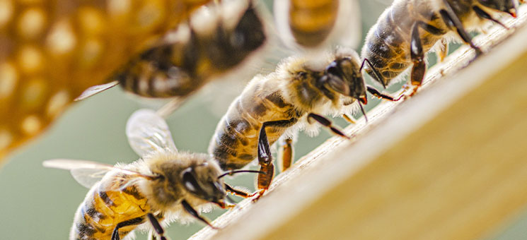 Bienen-279813797-AS-Darios