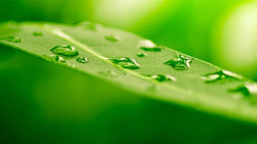 Blatt-10358383-AS-Olivier-Le-Moal