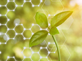 Pflanze-Netzwerk-198069026-AS-BillionPhotos-com