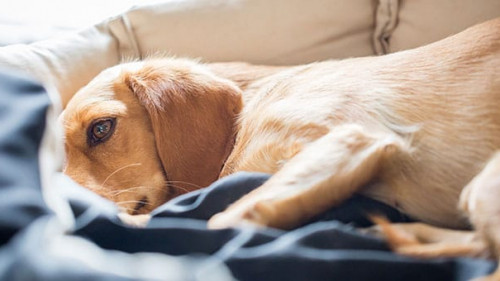 Hund-muede-219582907-AS-Khaligo