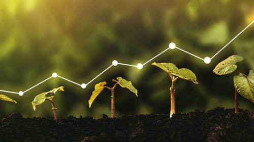 Pflanzen-Kurs-345048067-AS-mihacreative