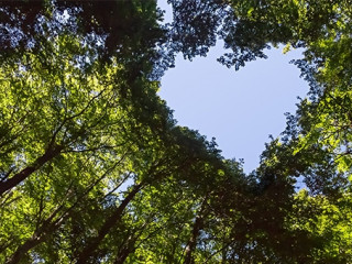 Baumkronen-Herz-227257562-AS-J-M-Image-Factory