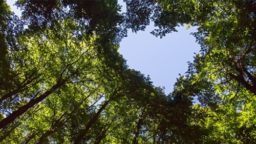 Baumkronen-Herz-227257562-AS-J-M-Image-Factory