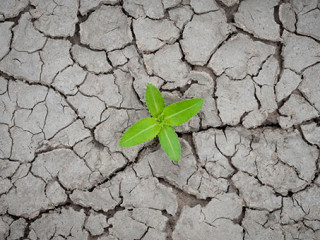 Pflanze-Dürre-278797719-AS-Worawut