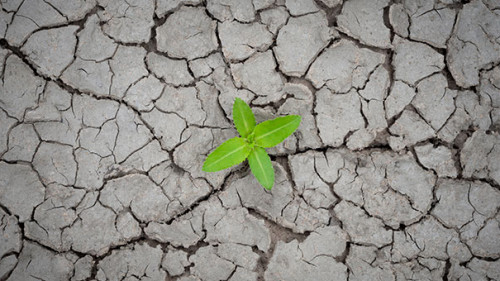 Pflanze-Dürre-278797719-AS-Worawut