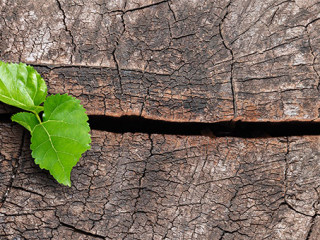 Pflanze-Baumstamm-334691095-AS-Sondem