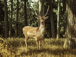 Reh-54270740-AS-lassedesignen