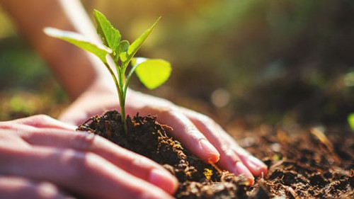 Haende-Baum-pflanzen-312851490-AS-Farknot-Architect