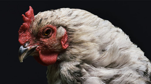 Huhn-1851495-PB-Pexels