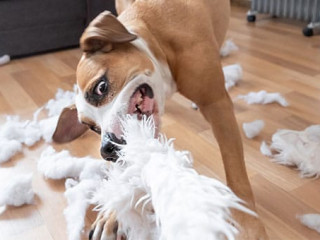 Hund-zerfetzt-Kissen-261352014-AS-Photoboyko