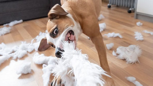 Hund-zerfetzt-Kissen-261352014-AS-Photoboyko