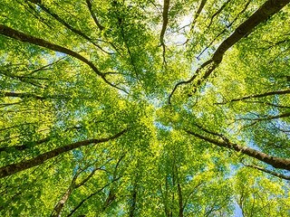 Wald-219848647-AS-proslgn