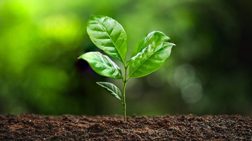 Trieb-271625767-AS-artrachen