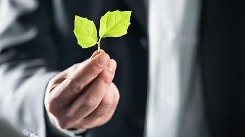 Anzugtraeger-Pflanze-245369930-AS-terovesalainen