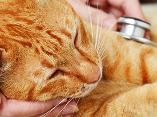 Katze-Stethoskop-66044139-AS-JJIMAGE