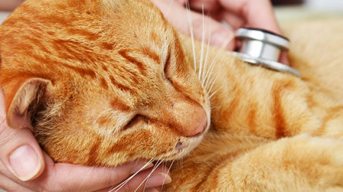 Katze-Stethoskop-66044139-AS-JJIMAGE