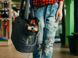 Frau-Hund-Taeschen-314926365-AS-Nomad-Soul