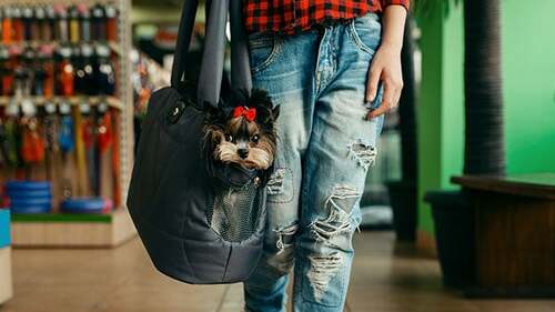 Frau-Hund-Taeschen-314926365-AS-Nomad-Soul