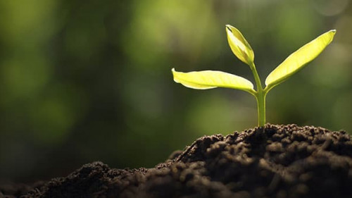 Pflanze-249965164-AS-lovelyday12