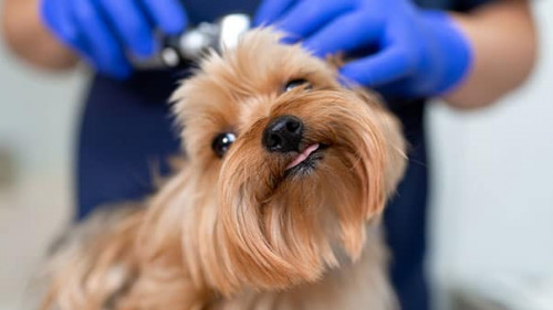 Hund-Tierarzt-266992986-AS-Ekaterina