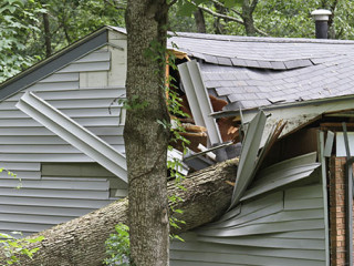 Baum-auf-Haus-87665001-AS--WideAwake