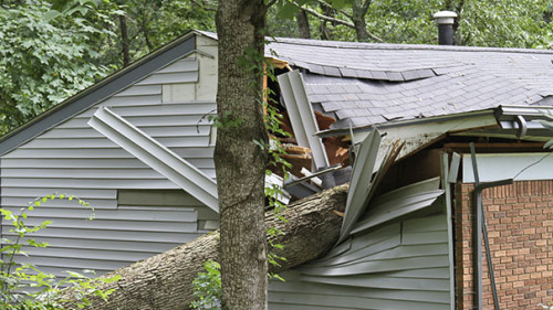 Baum-auf-Haus-87665001-AS--WideAwake