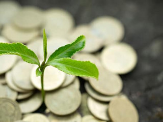 Muenzen-Pflanze-265490211-AS-Tinnakorn
