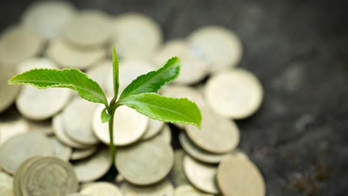 Muenzen-Pflanze-265490211-AS-Tinnakorn