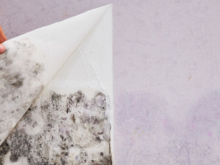 Wand-Schimmel-207888763-AS-yavdat