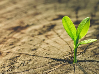 Baumstamm-Pflanze-136068858-AS-hakinmhan