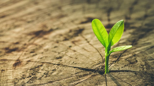 Baumstamm-Pflanze-136068858-AS-hakinmhan