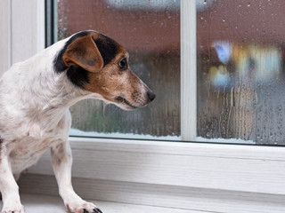 Hund-Fenster-Regen-310690447-AS-KarolineThalhofer