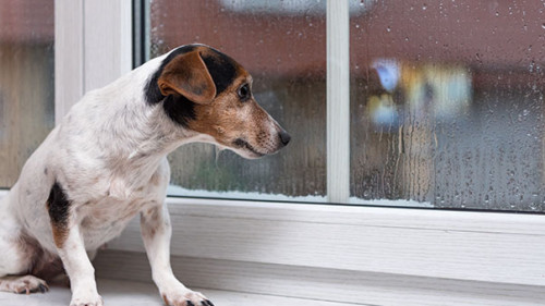 Hund-Fenster-Regen-310690447-AS-KarolineThalhofer