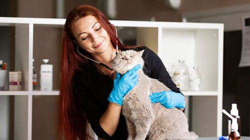 Katze-Tierarzt-278553172-AS-AndriiZastrozhnov