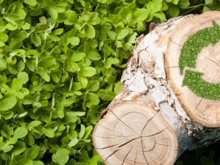 tree stump on the grass with recycle symbol, top view
