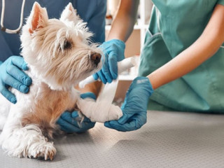 We are always here to help. A team of two veterinarians in work uniform bandaging a paw of a small dog lying on the table at veterinary clinic.