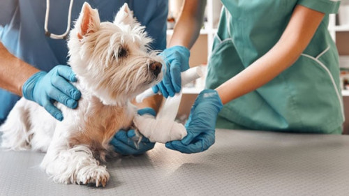 We are always here to help. A team of two veterinarians in work uniform bandaging a paw of a small dog lying on the table at veterinary clinic.