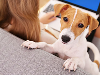 Frau-Laptop-Hund-299201069-AS-Evrymmnt